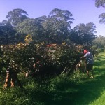Mountain Ridge Wines chamourcing 2017 - picking of grapes