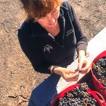 Mountain Ridge Wines winemaker Michelle inspecting 2017 Chambourcin grapes